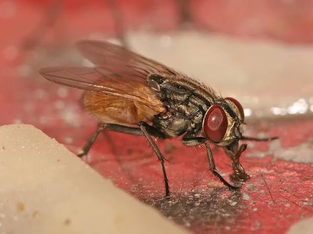 House Fly Control
