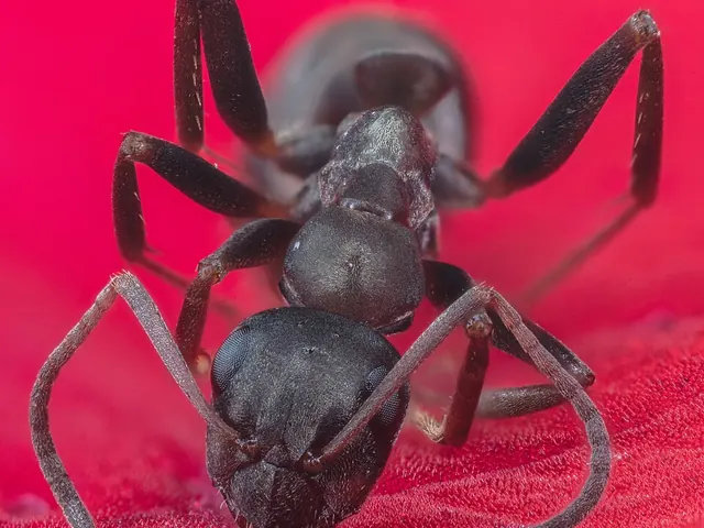 Pharaoh ant (Monomorium pharaonis)