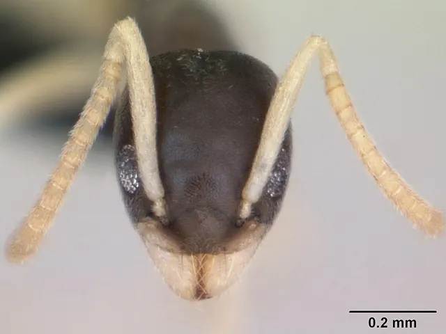 Ghost ant (Tapinoma melanocephalum) — ghost ant head, magnified
