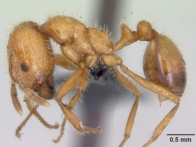 Tropical fire ant (Solenopsis geminata) — museum specimen, magnified