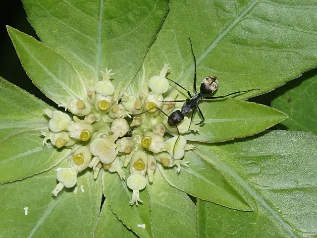 Carpenter ants (Camponotus spp.)