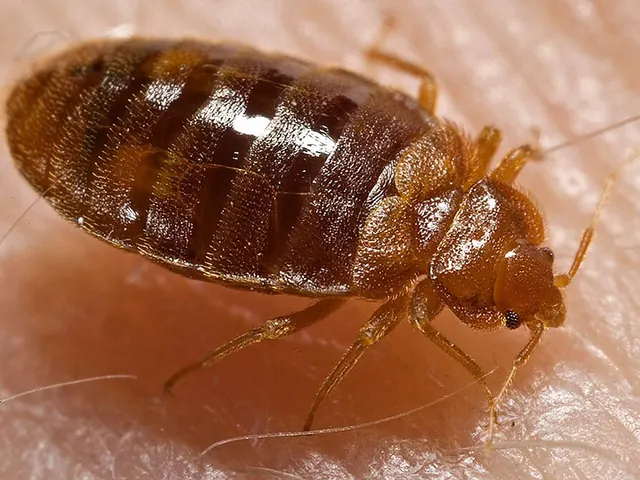 Common bed bug (Cimex lectularius)