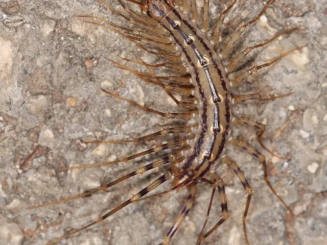 House centipede (Scutigera coleoptrata)