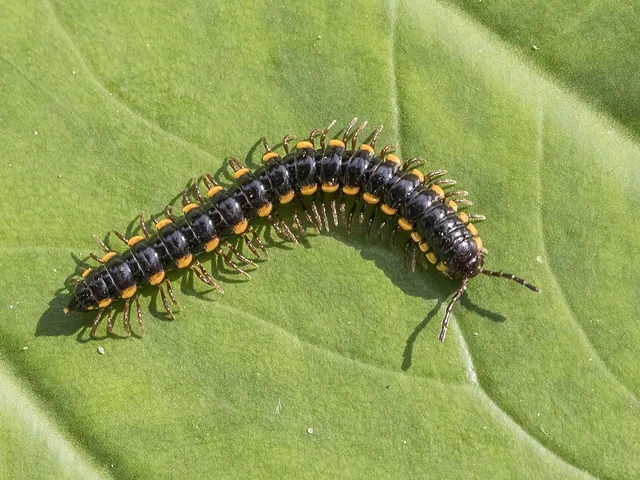 Millipedes (Various species)