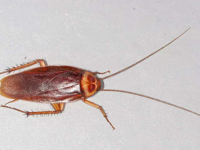 American cockroach (Periplaneta americana)