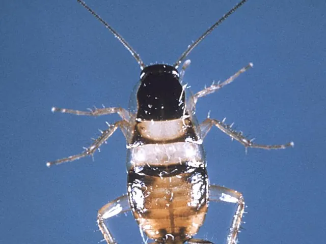 Brown-banded cockroach (Supella longipalpa)