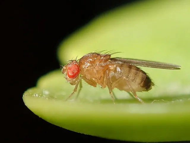 Fruit flies (Drosophila spp.)