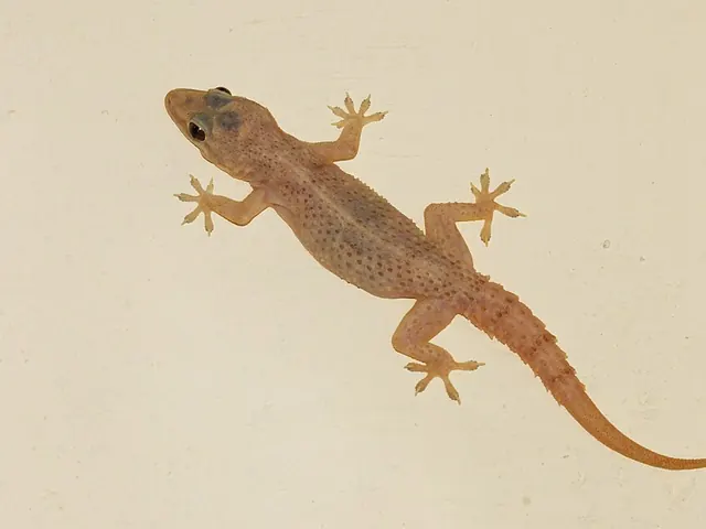 Common house gecko (Hemidactylus frenatus)