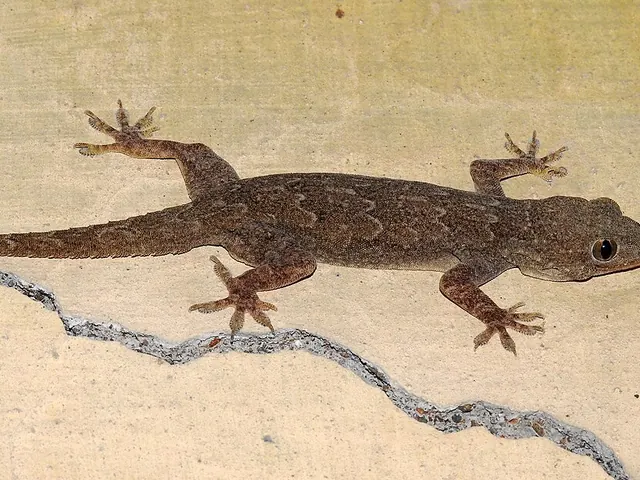 Yellow-bellied house gecko (Hemidactylus flaviviridis)