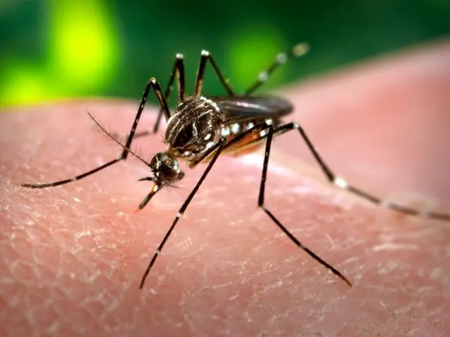 Aedes (Aedes aegypti)