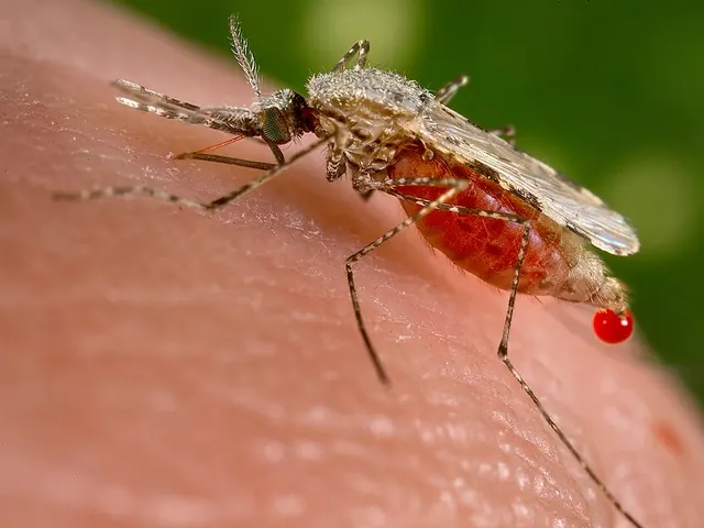 Anopheles (Anopheles stephensi)