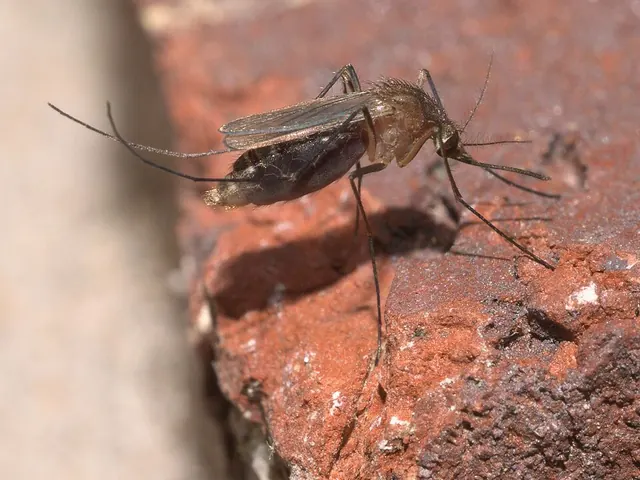 Culex (Culex quinquefasciatus)