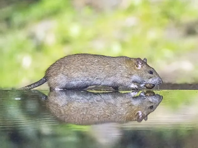 Norway rat (Rattus norvegicus)