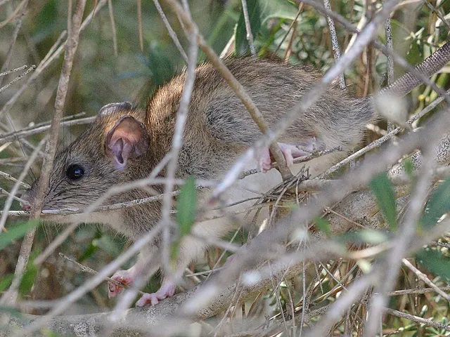 Roof rat (Rattus rattus)