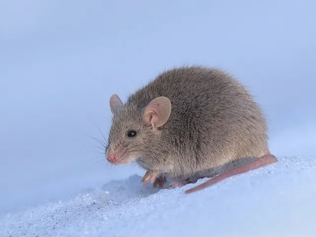 House mouse (Mus musculus)