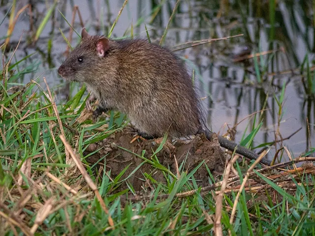 Lesser bandicoot rat (Bandicota bengalensis)