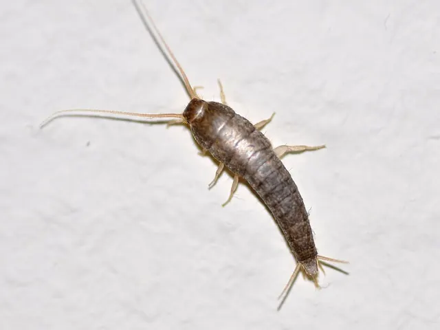 Silverfish (Lepisma saccharinum)