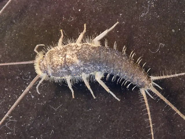 Grey silverfish (Ctenolepisma longicaudata)