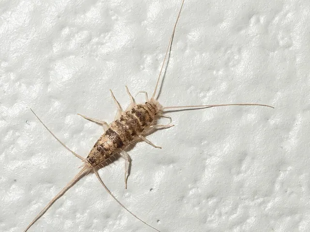 Firebrat (Thermobia domestica)