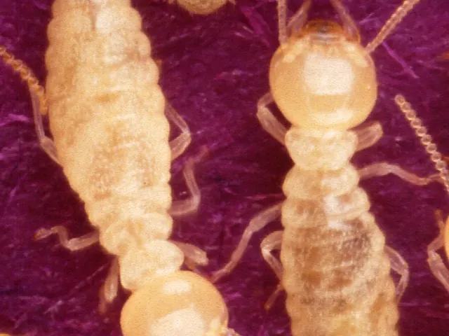 Subterranean termite (Coptotermes heimi) — a Coptotermes worker (Formosan termite, same genus)