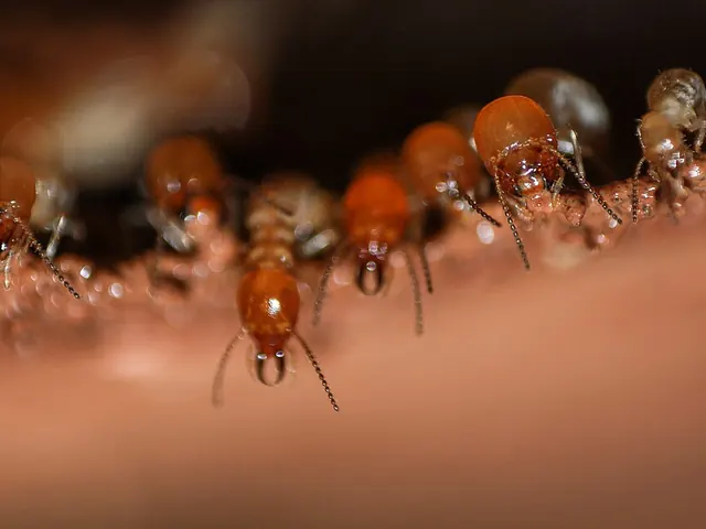Mound-building termite (Odontotermes obesus)