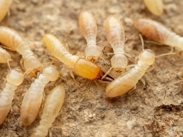 Subterranean termite (Heterotermes indicola) — Heterotermes aureus (same genus)