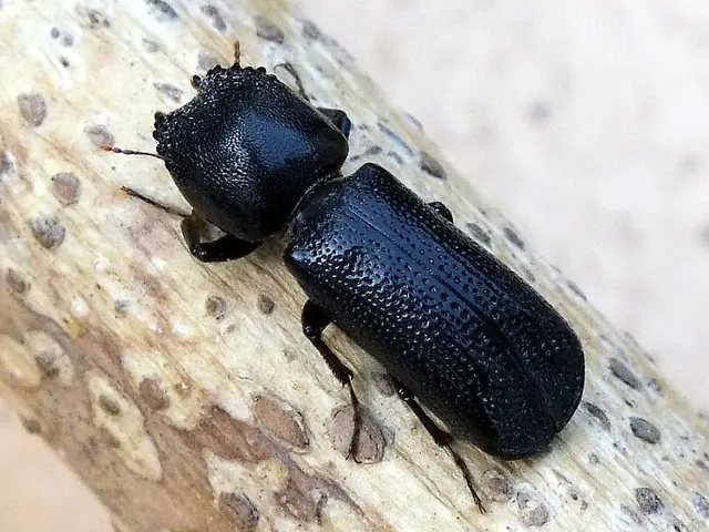 Bostrichid beetles (Sinoxylon spp.) — a bostrichid (horned powder-post) beetle